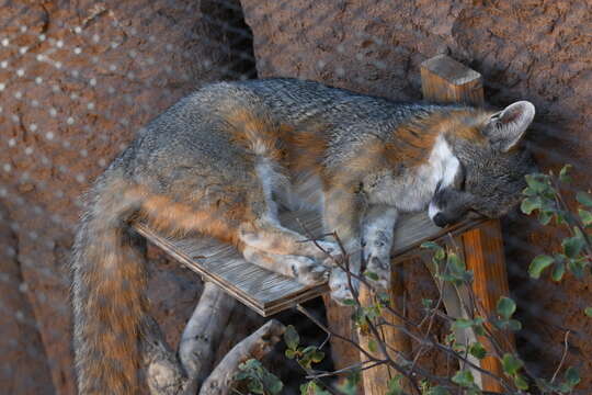 Image of Grey Foxes