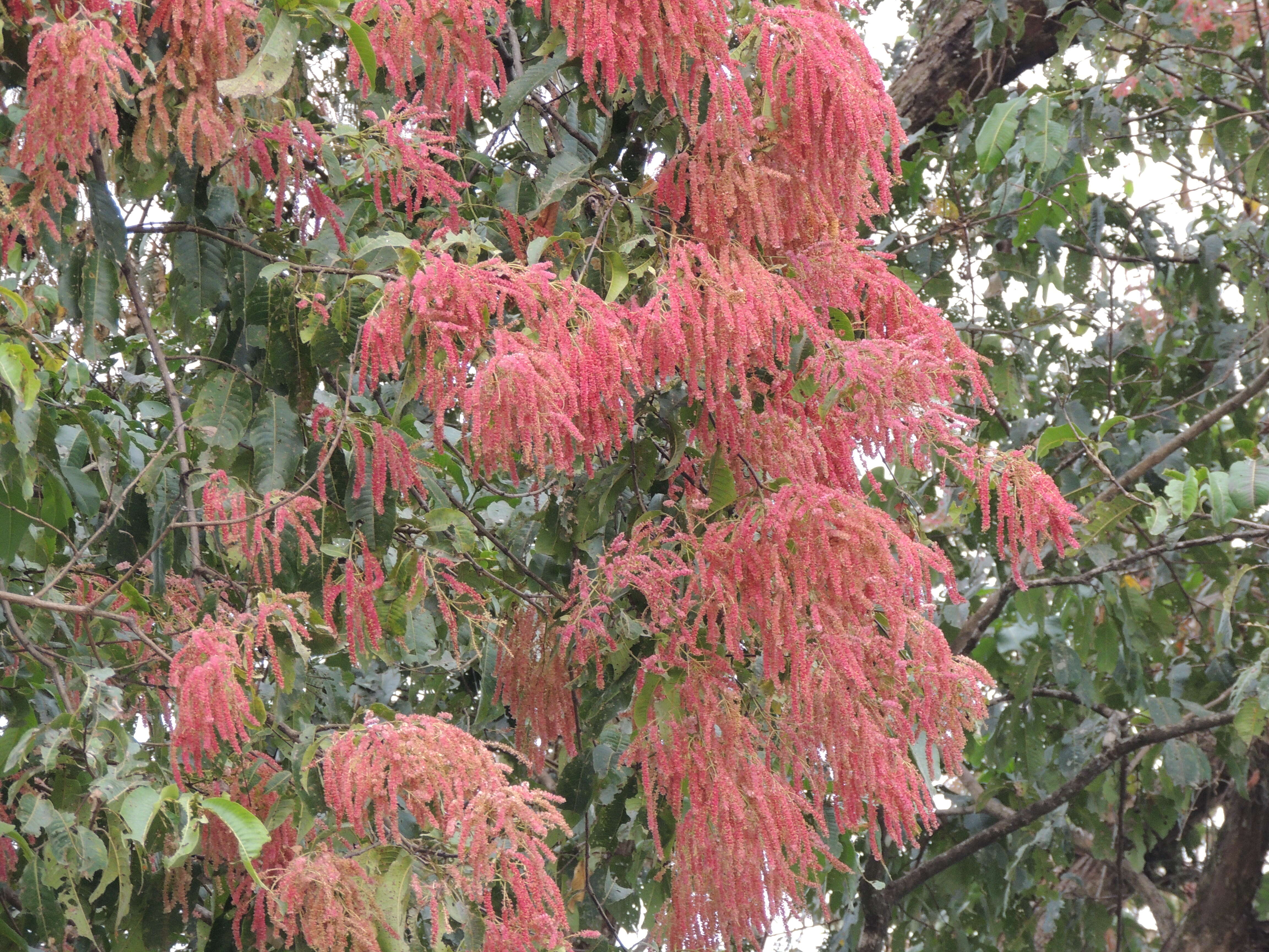 Sivun Terminalia myriocarpa Van Heurck & Müll. Arg. kuva