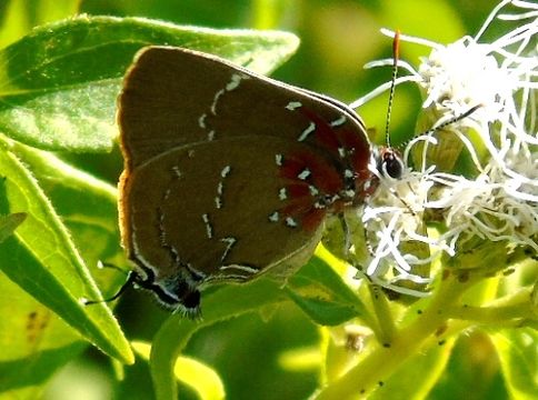 18.https www inaturalist org photos 5664246.580x360