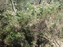 Image of Grevillea crithmifolia R. Br.