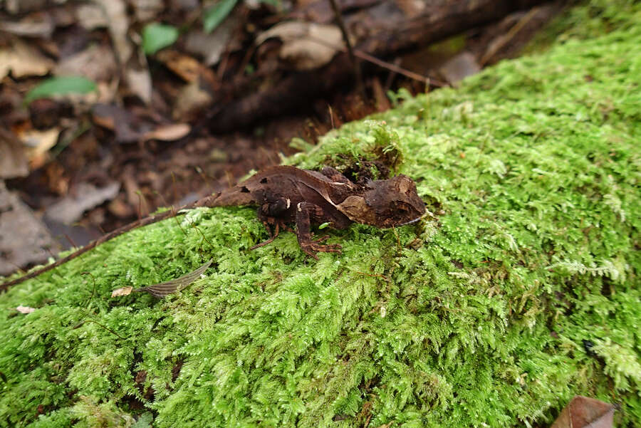 Image of Brown Pricklenape