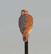 Image of Prairie Falcon