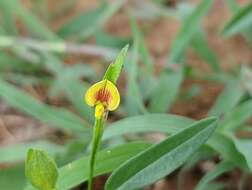 Plancia ëd Zornia latifolia Sm.