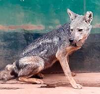 Image of Side-striped Jackal