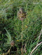 Image of sand leek