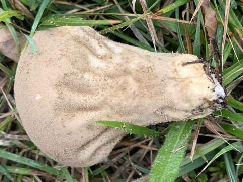 Imagem de Lycoperdon excipuliforme (Scop.) Pers. 1801