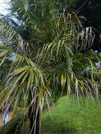 Image of pygmy date palm