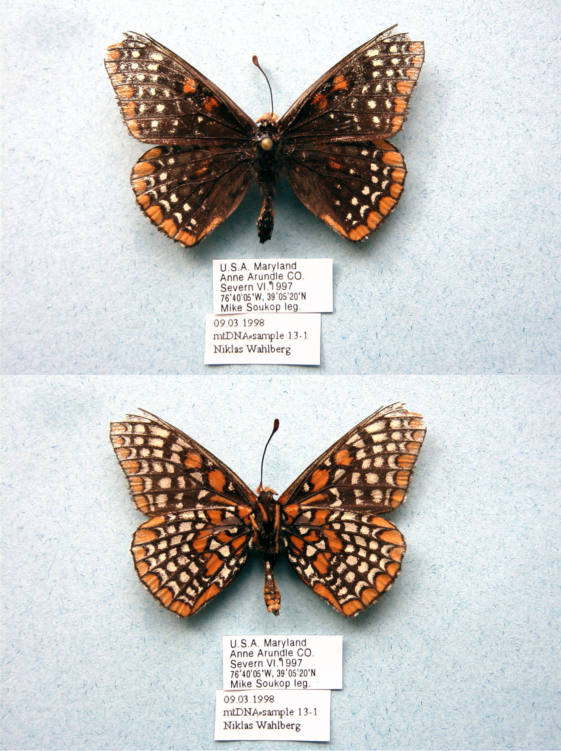 Image of Baltimore Checkerspot