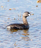 Image of Pied-billed Grebe