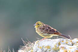 Image of Yellowhammer