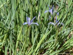 Image of Iris lactea Pall.