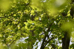 Image of Blackburnian Warbler