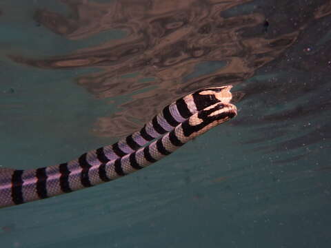 Image of Banded sea krait