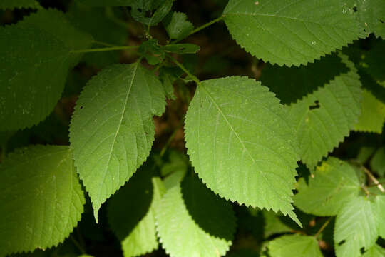 Image of Canadian woodnettle