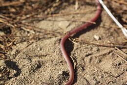 Image of Xerotyphlops Hedges, Marion, Lipp, Marin & Vidal 2014