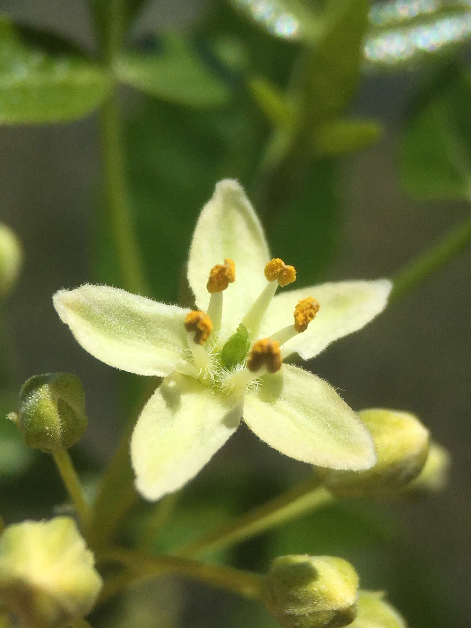 Image de Ptelea crenulata Greene