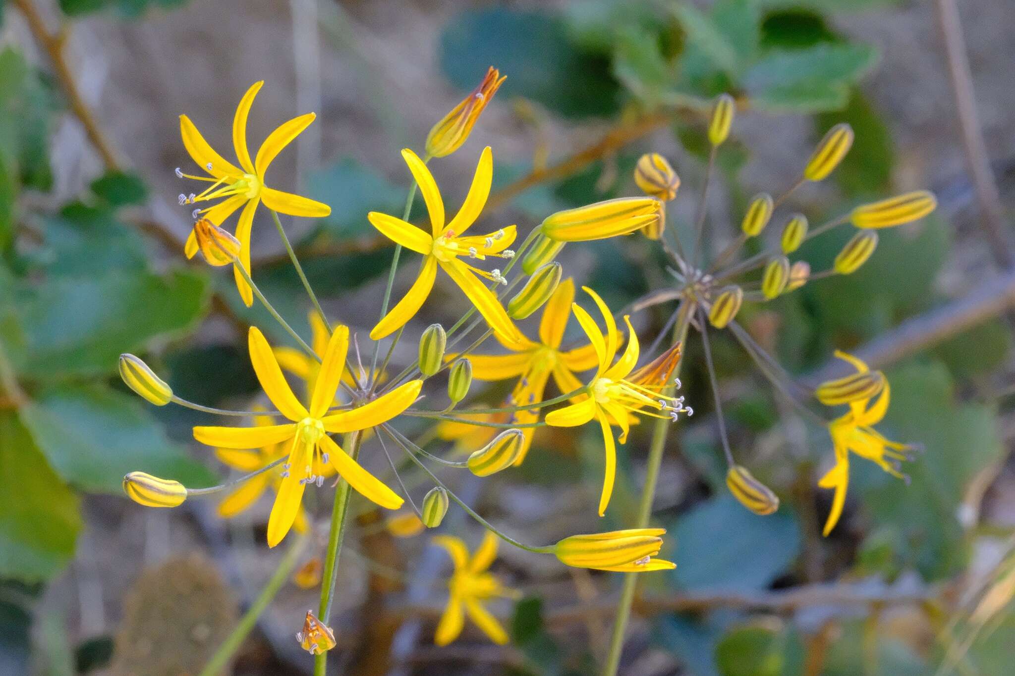 Image of common goldenstar