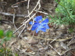 Image of Dampiera linearis R. Br.