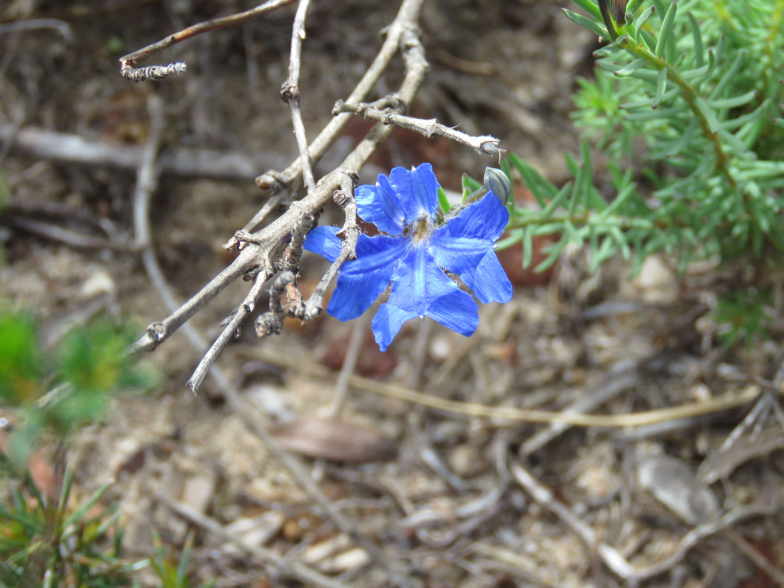 Image of Dampiera linearis R. Br.