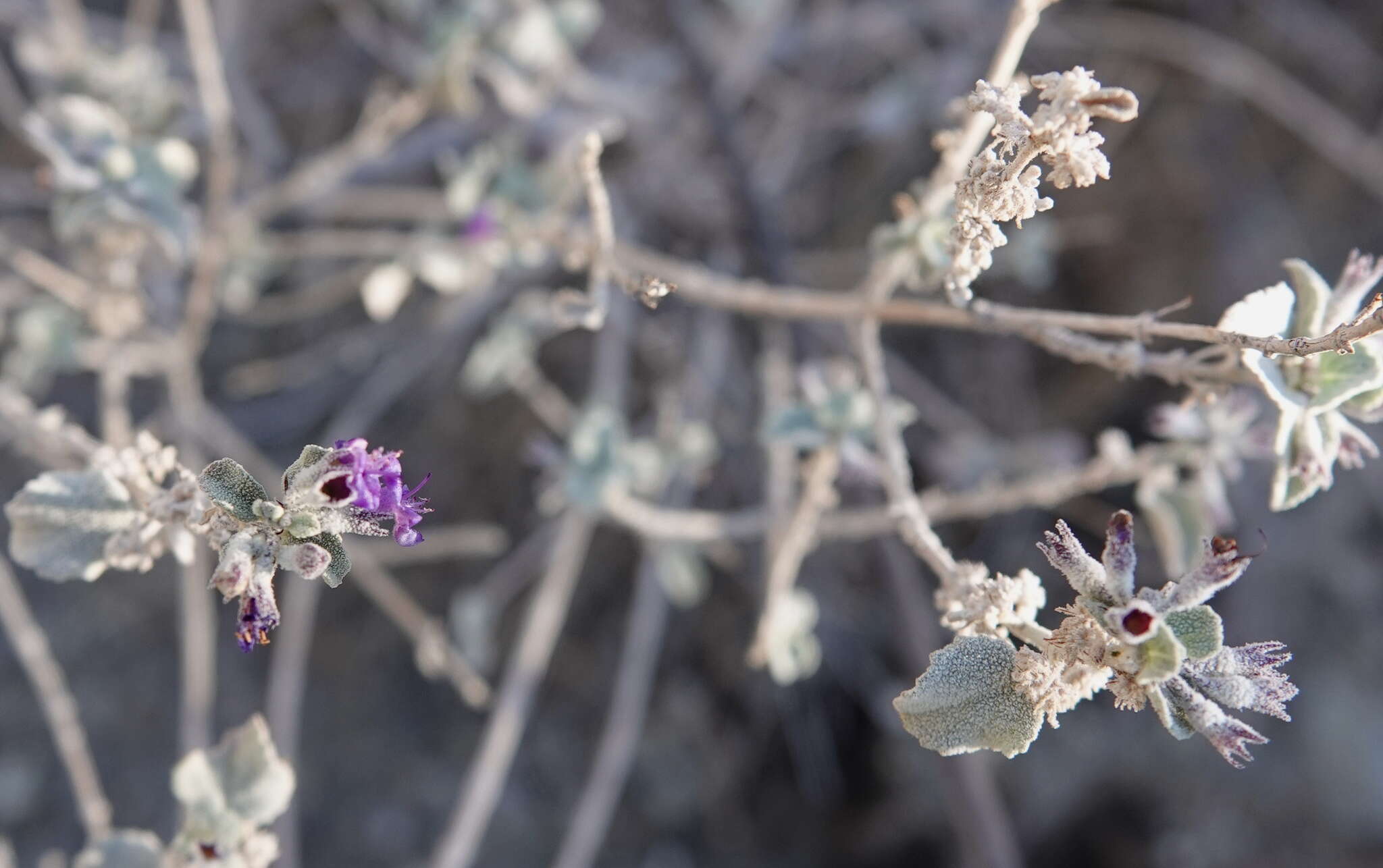 Image of desert lavender
