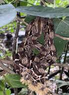 Image of Arabesque Boa