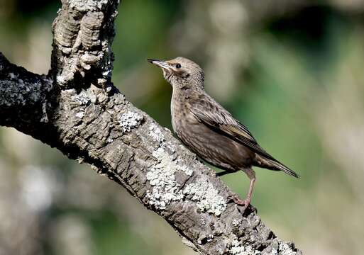 Image of Spotless Starling