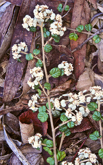 Image of Spyridium cinereum N. A. Wakefield