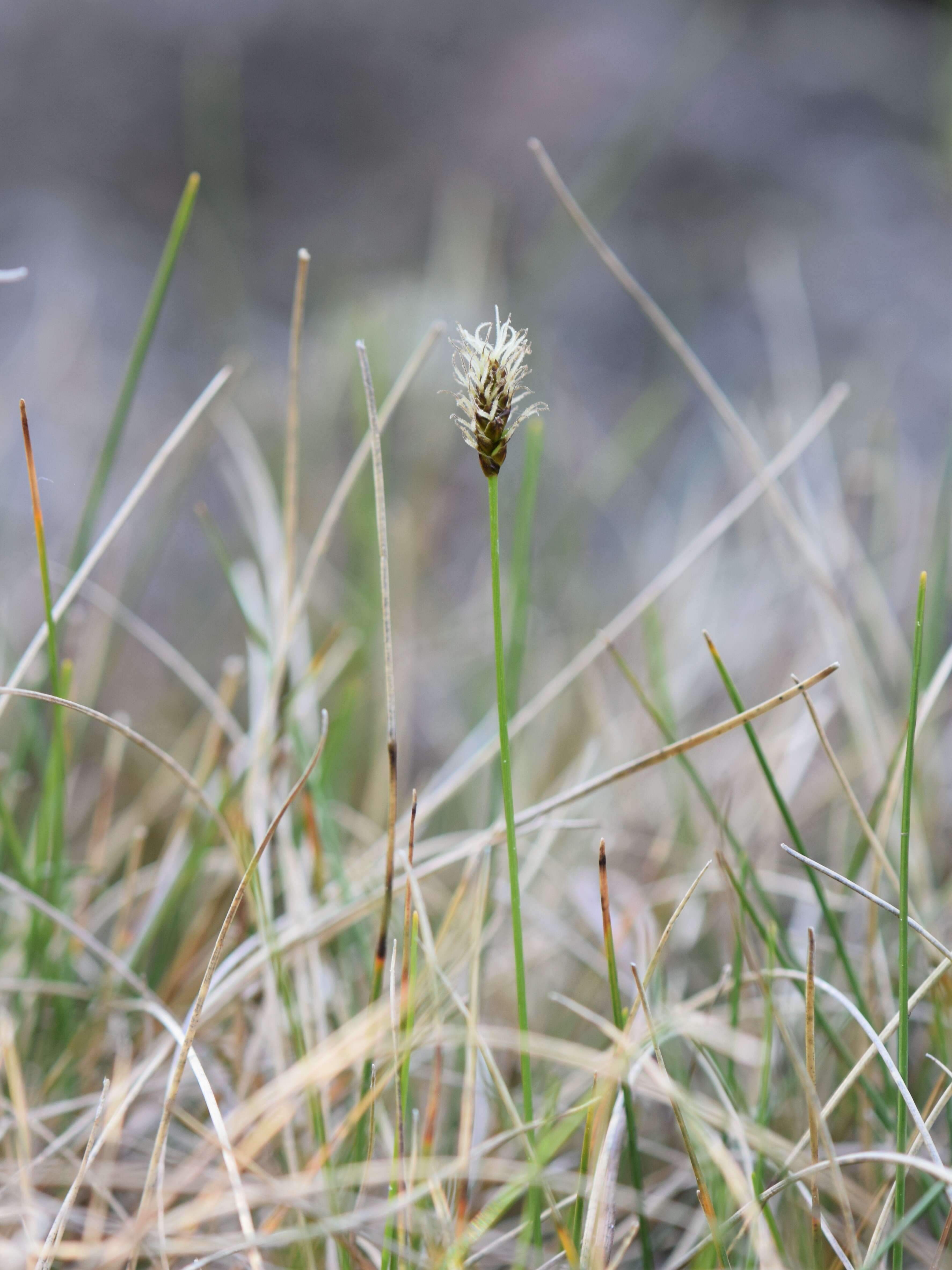 Image of alpine bulrush