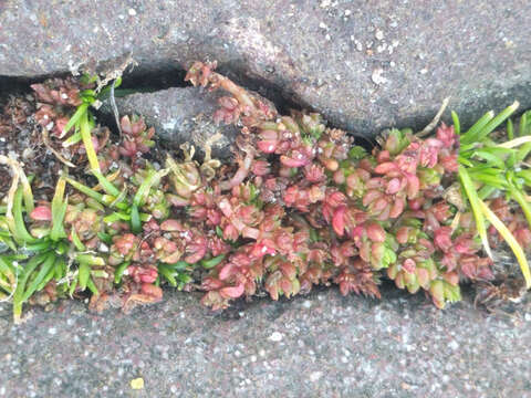 Image of Mossy Stonecrop