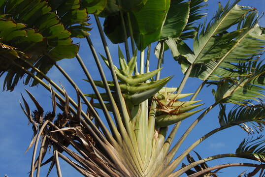 Image of Traveller's Tree