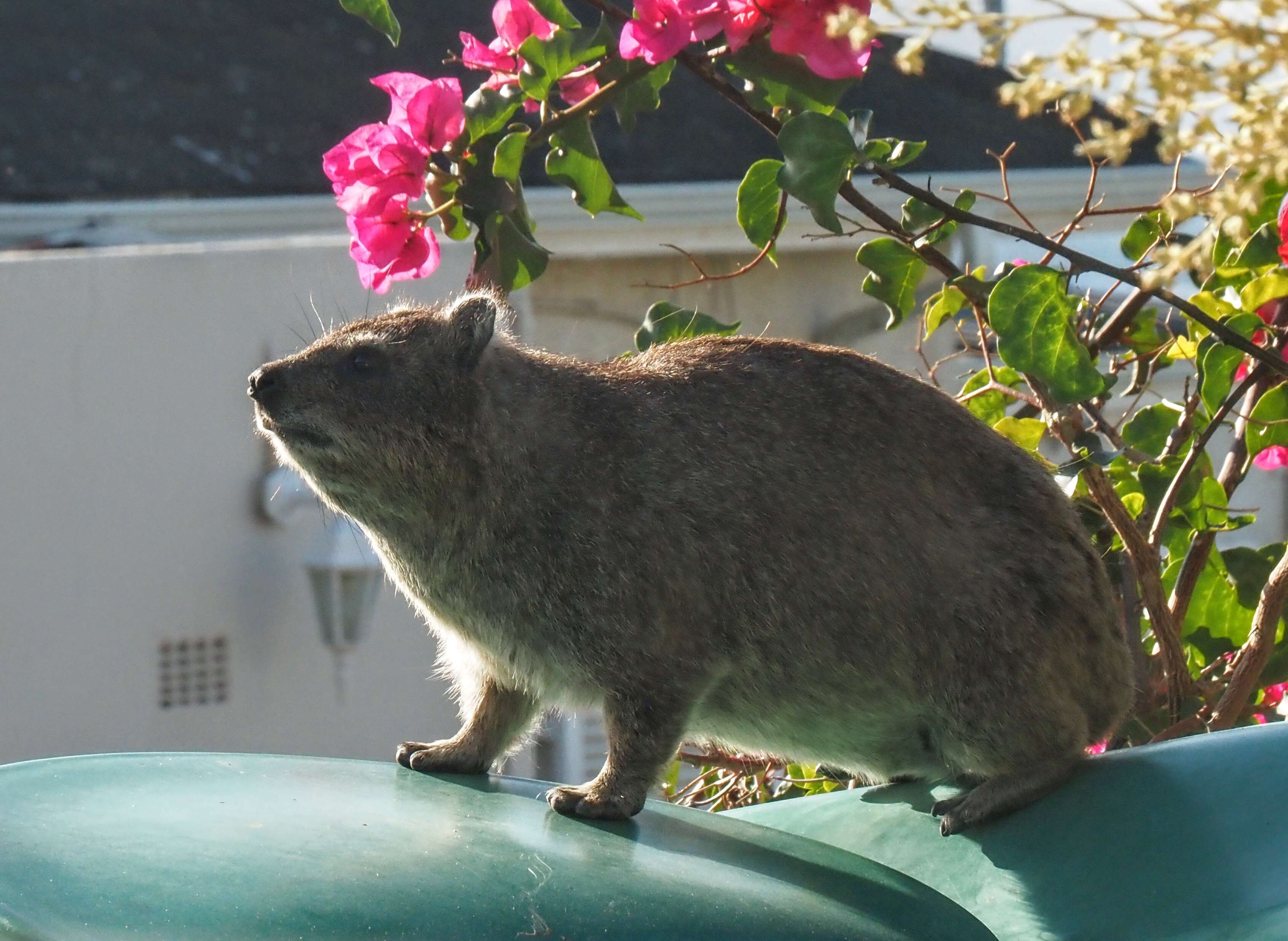 Image of Rock Hyrax