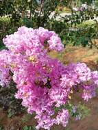 Image of lagerstroemia