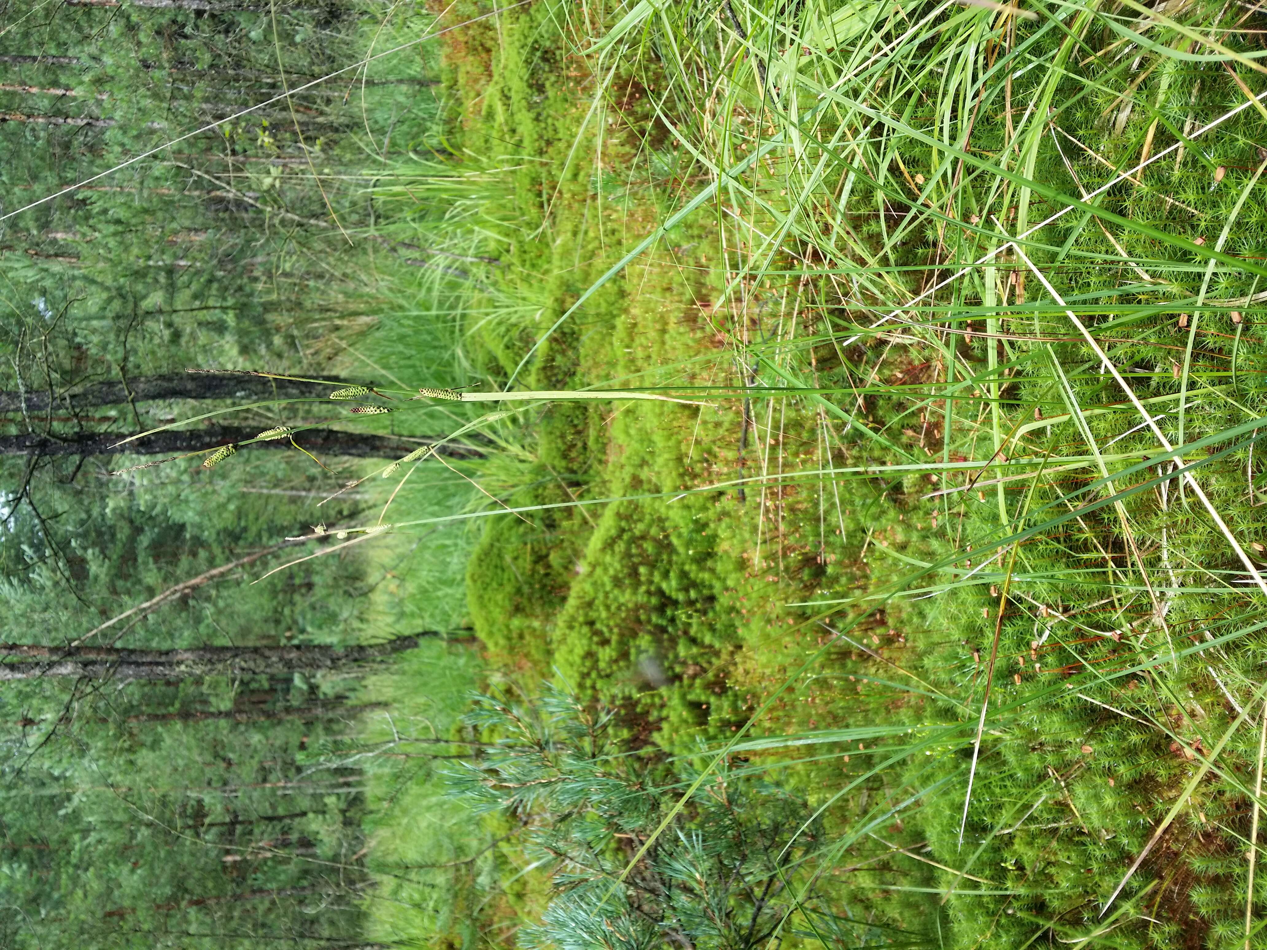 Image of Tufted Sedge