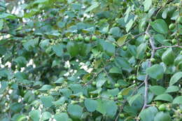 Image of Indian Jujube