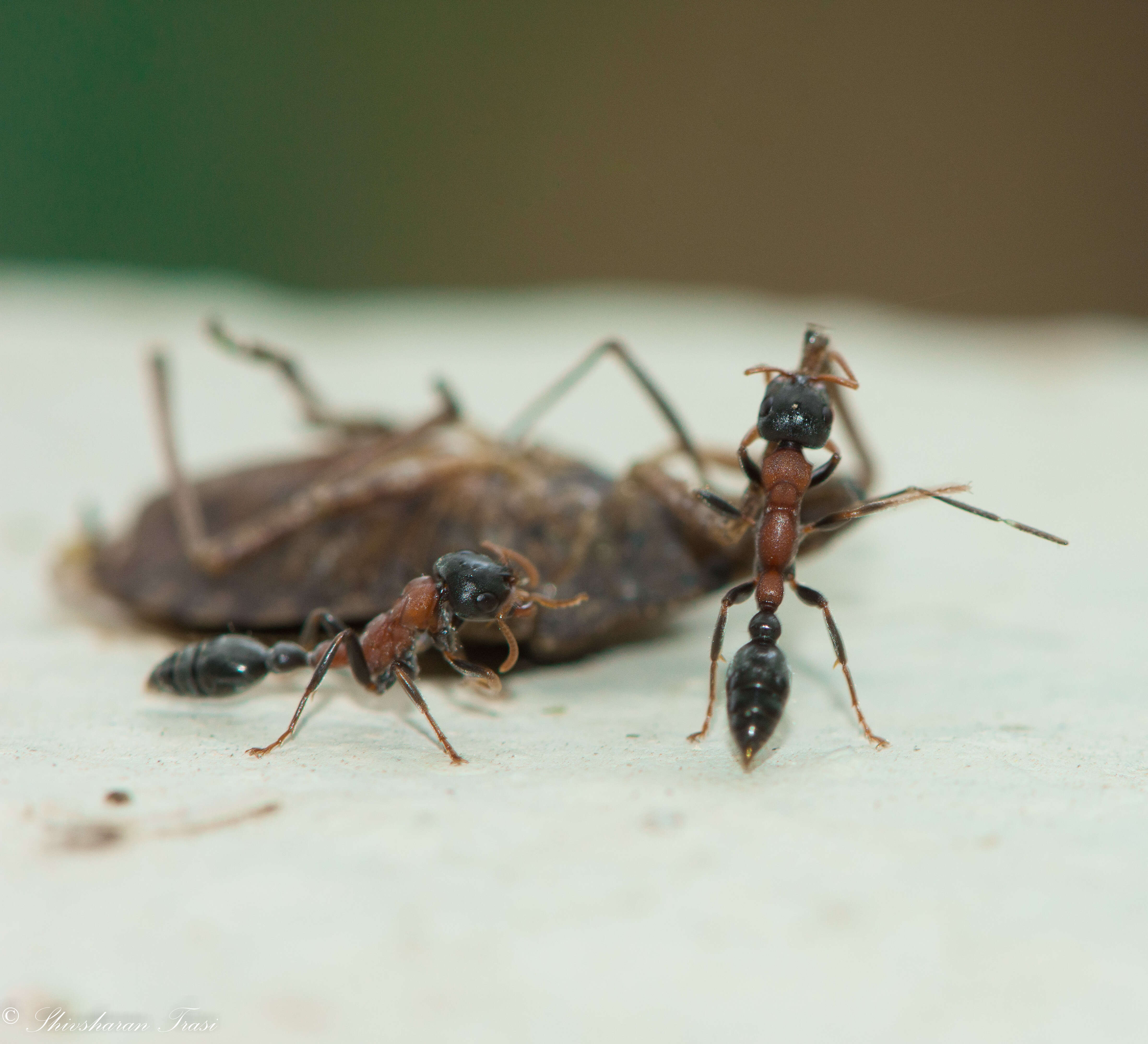 Image of Tetraponera rufonigra (Jerdon 1851)