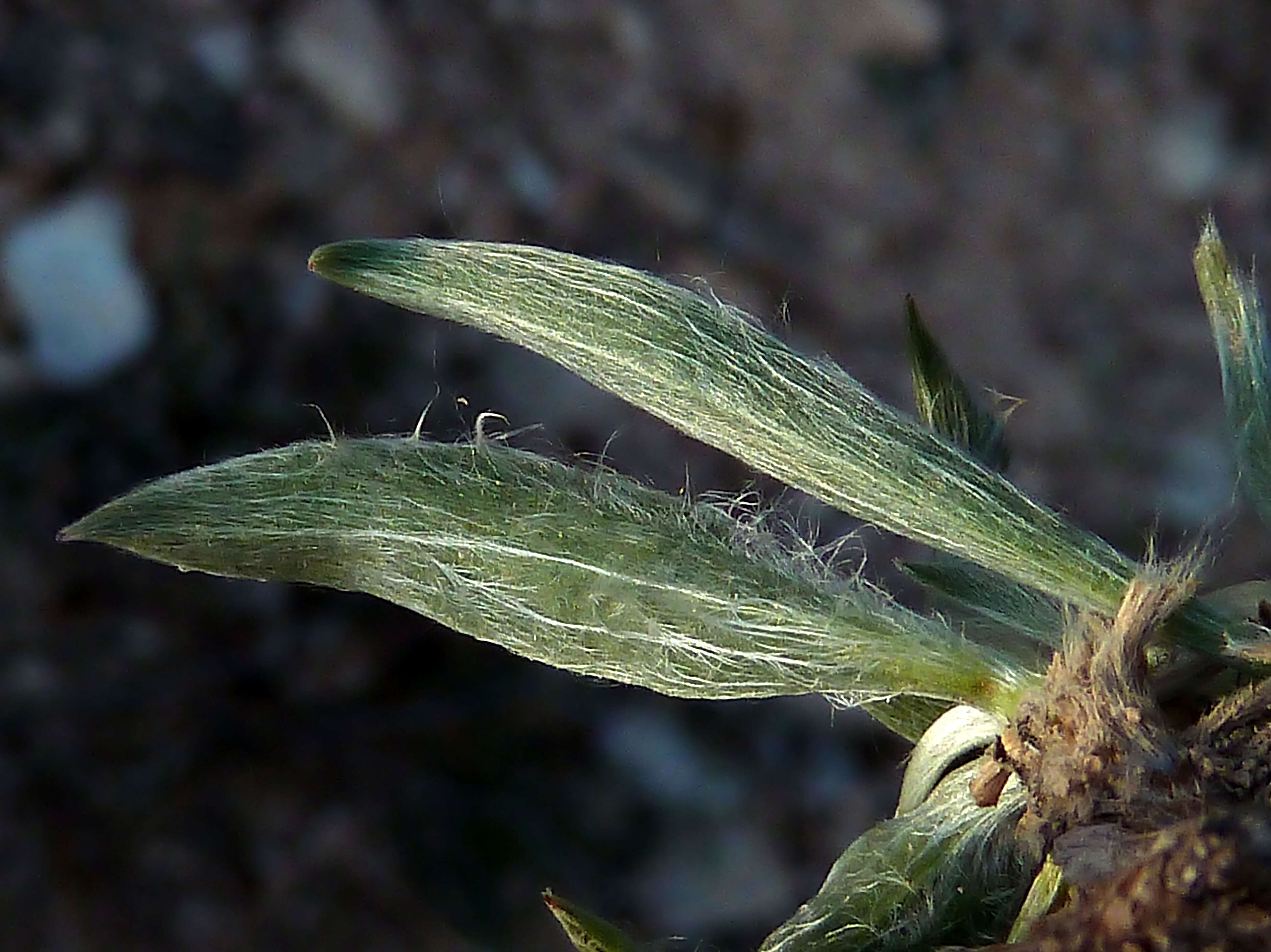 Plantago albicans L. resmi