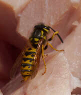 Image of Common wasp