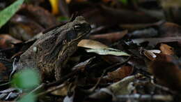 Image of Giant toad