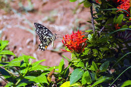 Plancia ëd Papilio demoleus Linnaeus 1758