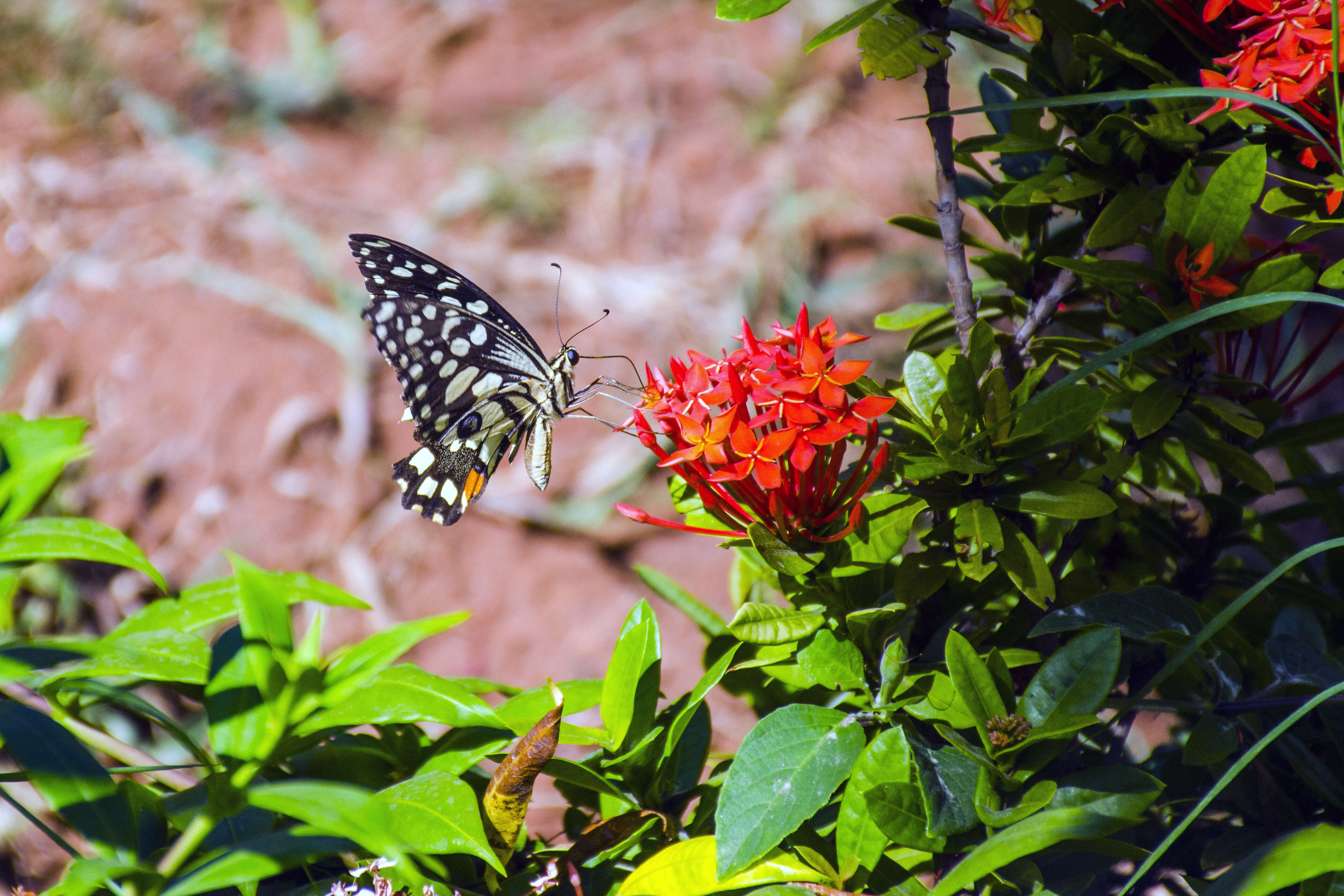 Plancia ëd Papilio demoleus Linnaeus 1758