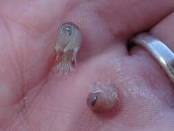 Image of jellyfish amphipods