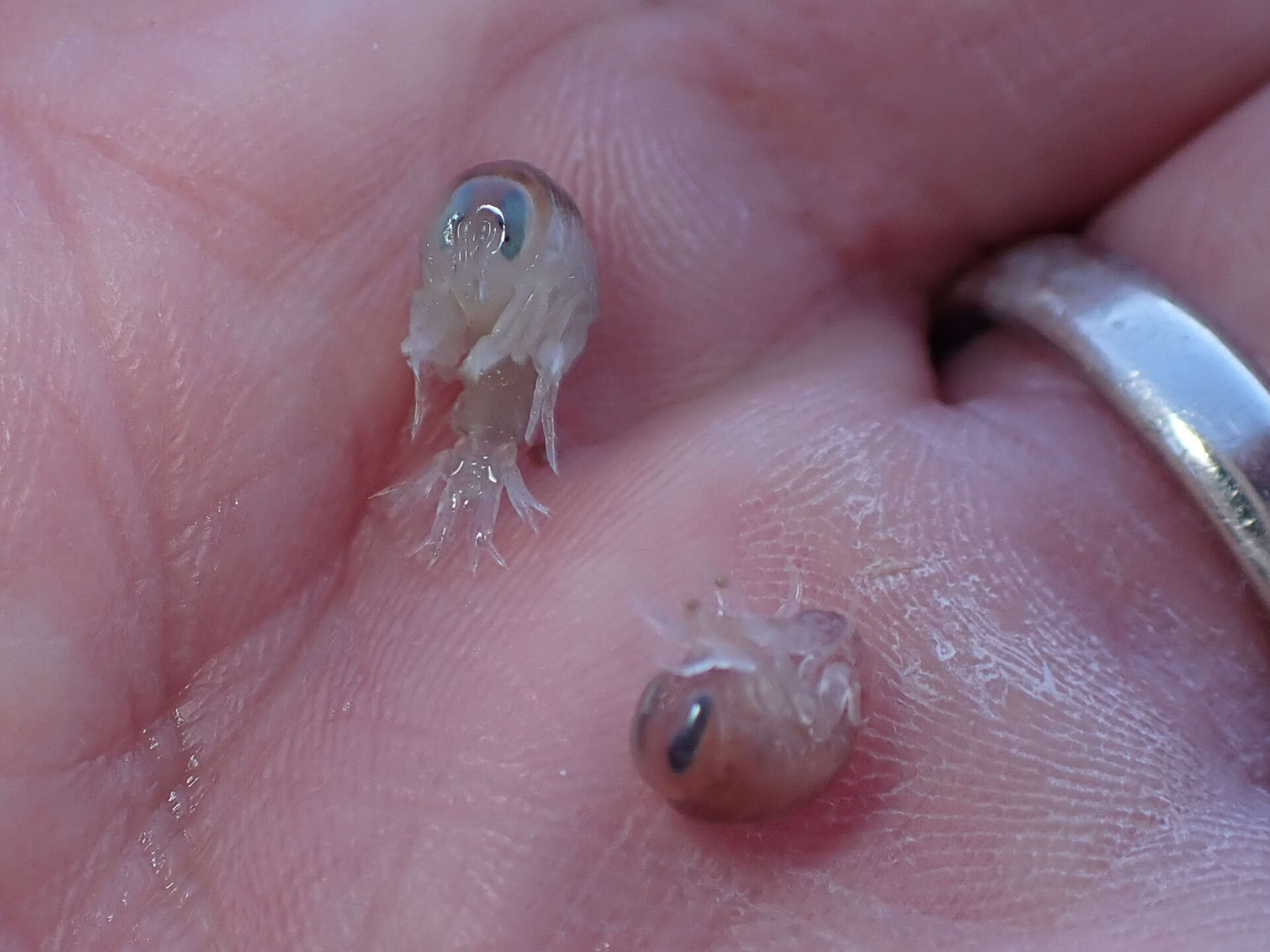 Image of jellyfish amphipods