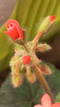 Слика од Pelargonium inquinans (L.) L'Her.