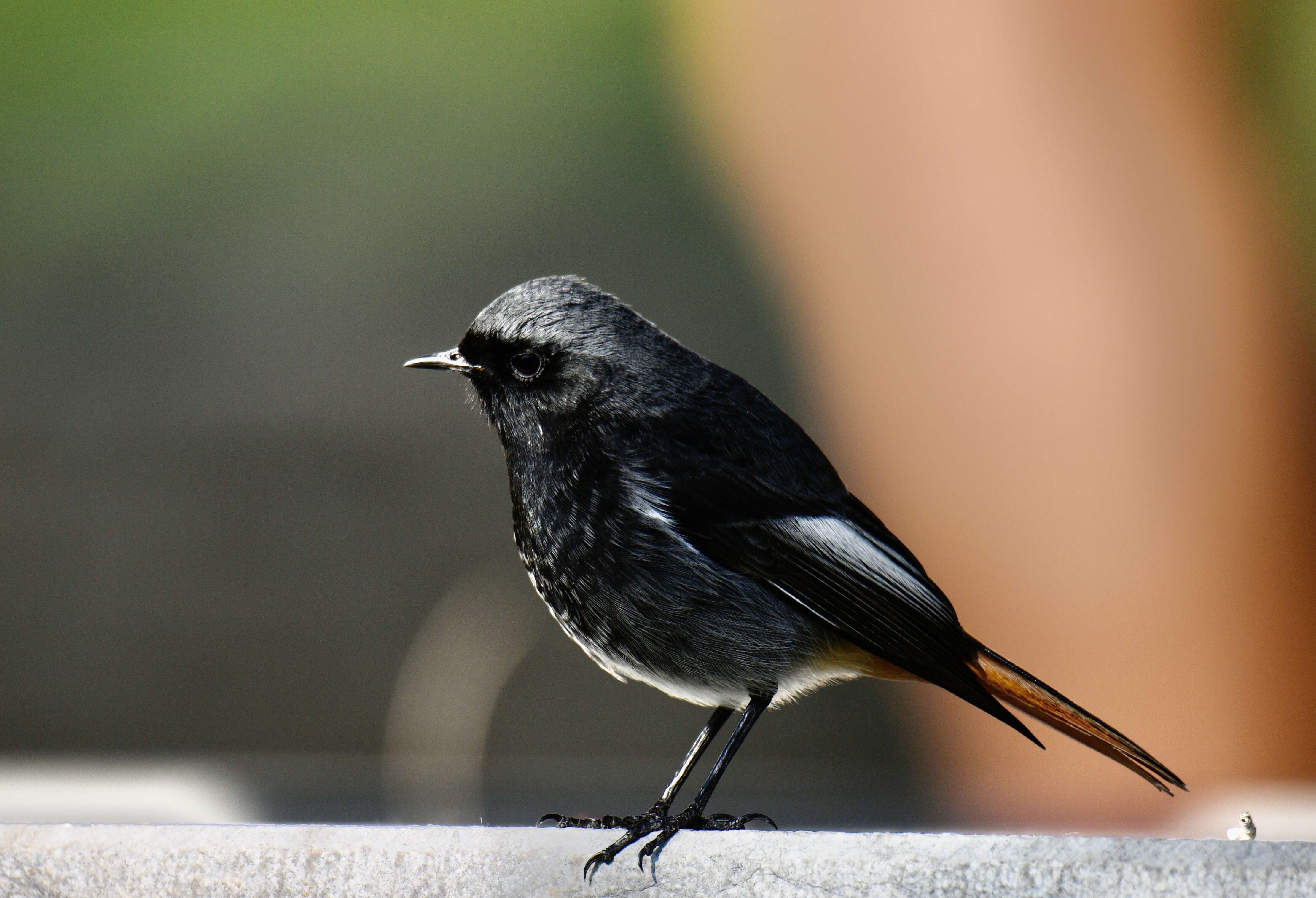 Image of Black Redstart