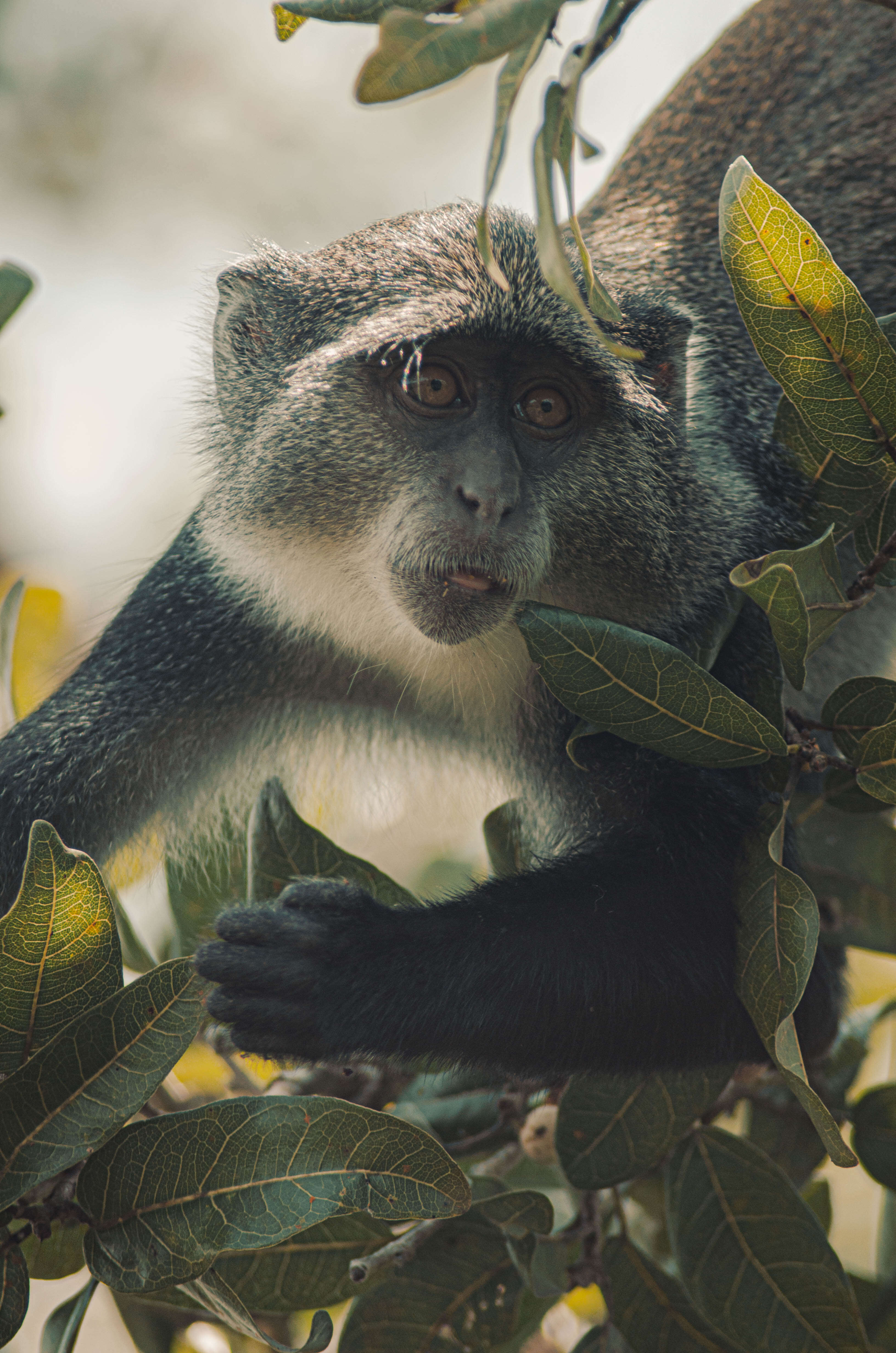 Image of blue monkey