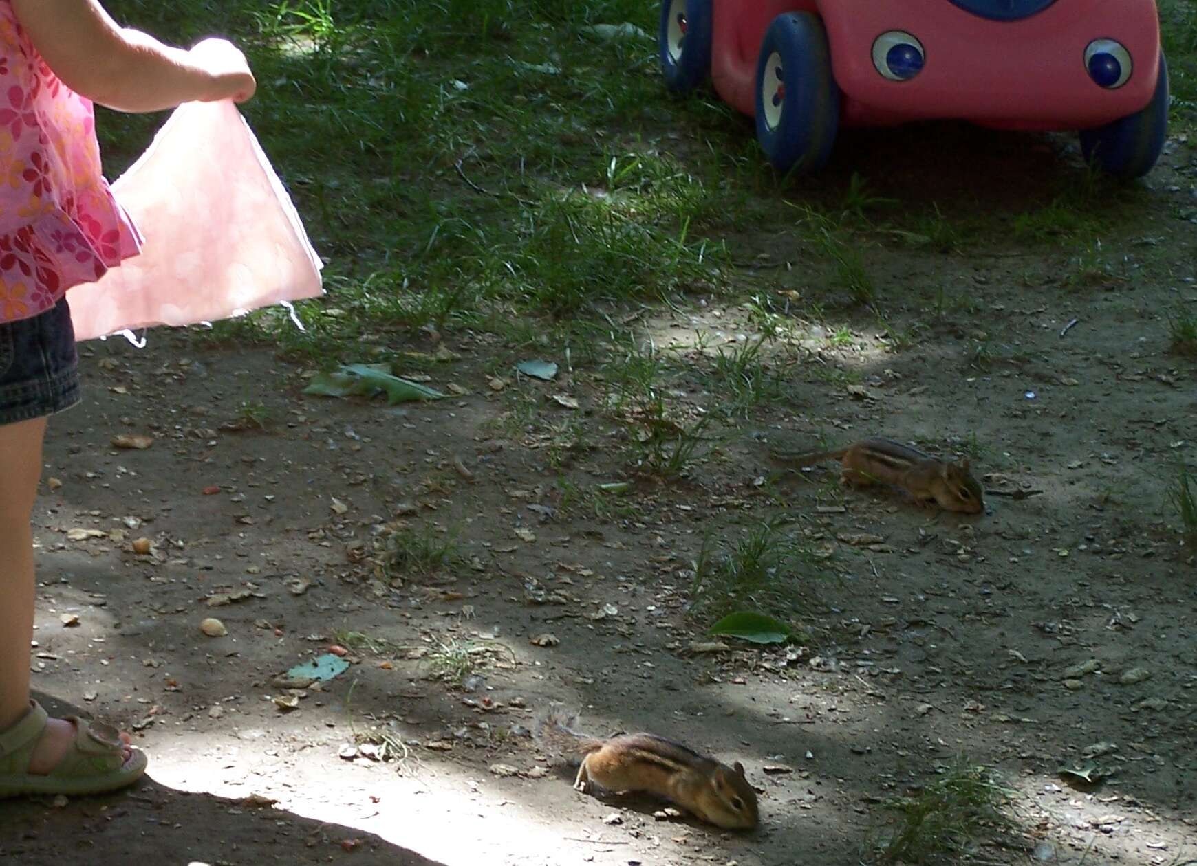 Image of Siberian Chipmunk