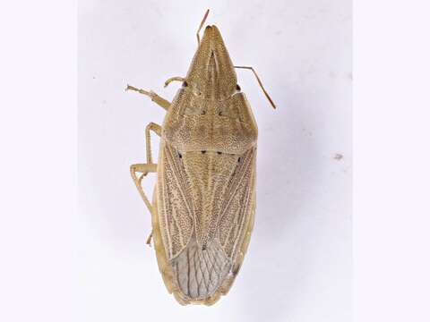 Image of Pentatominae