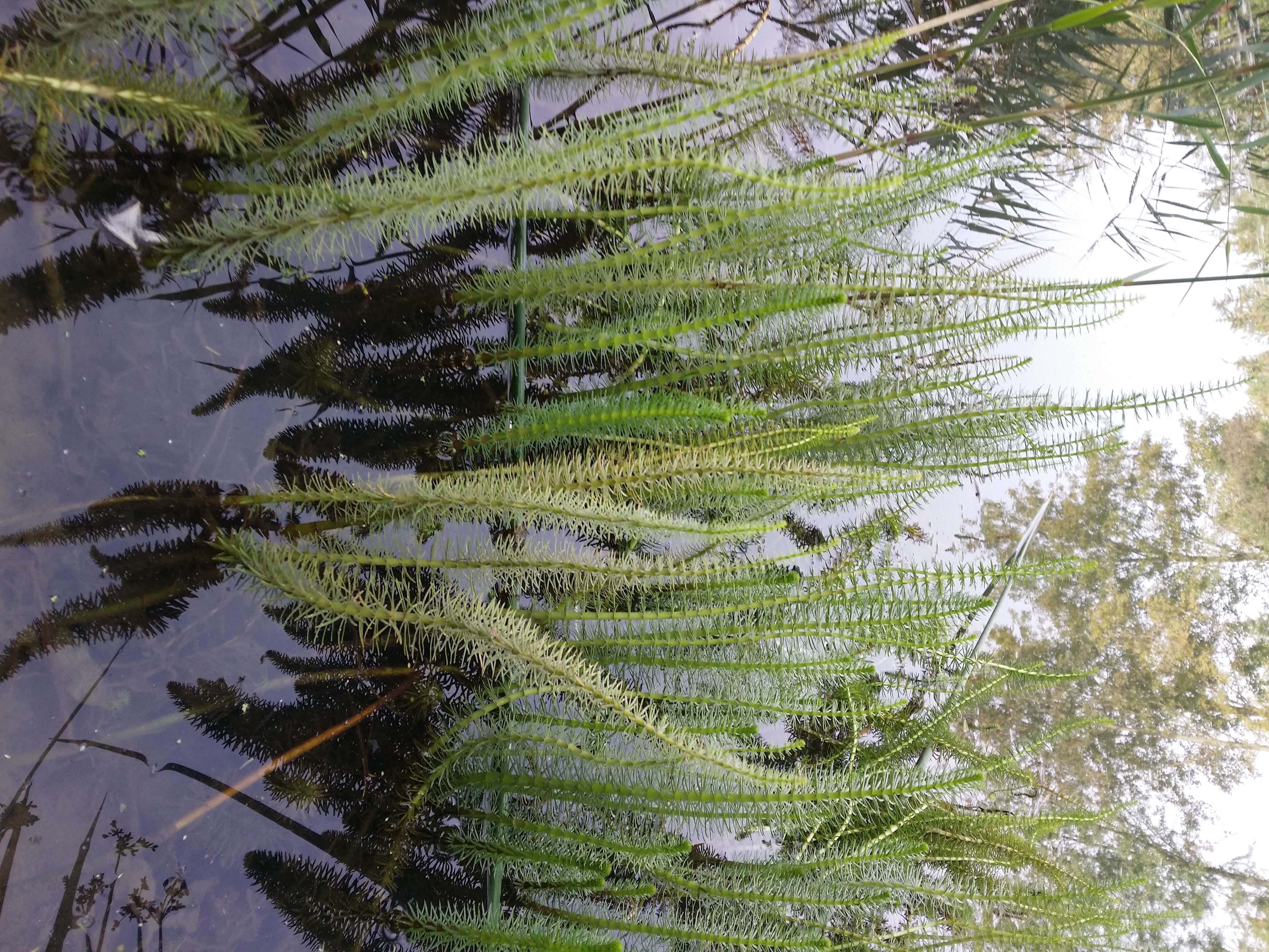 Image of Mare's Tail