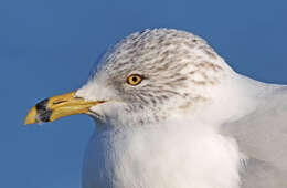 Image of Ring-billed Gull