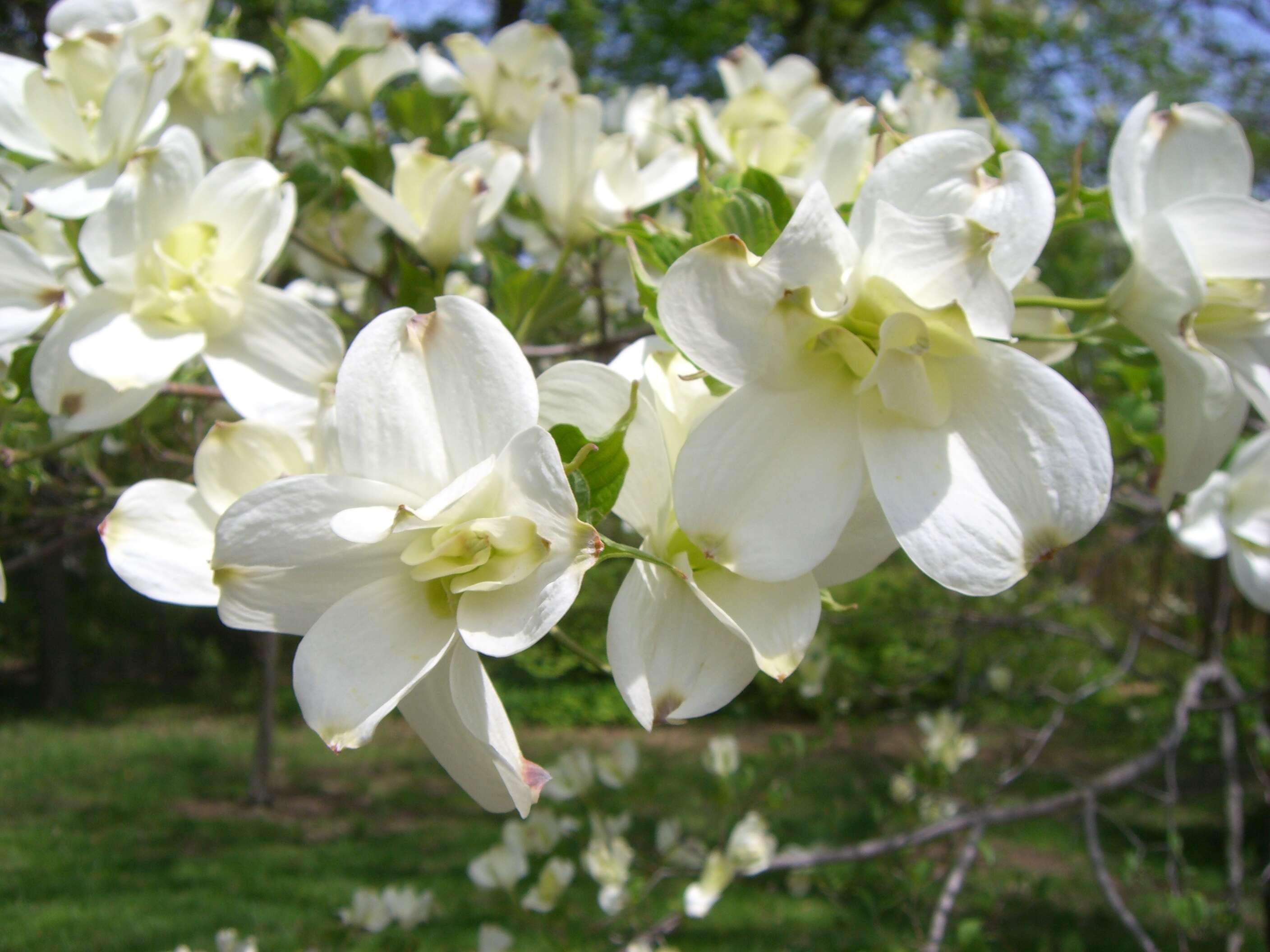 Image of flowering dogwood